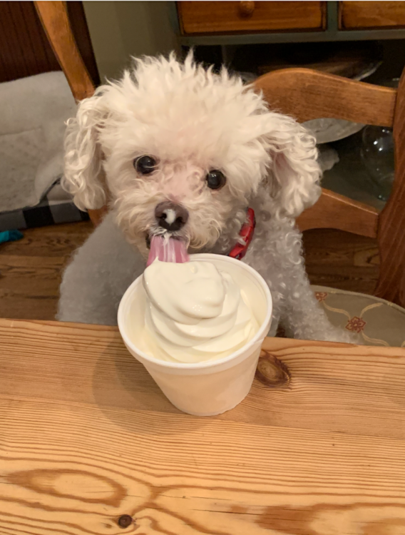 About Lily P Crumbs the dog eating soft serve ice cream